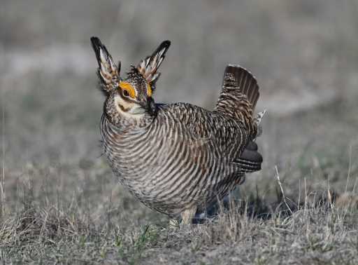 Adventuring to a Kansas prairie chicken fest