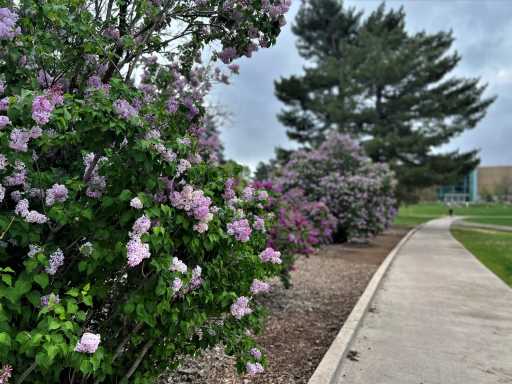 City Park’s lovely 1950s-era lilacs are the perfect spot for a Mother’s Day walk | Opinion