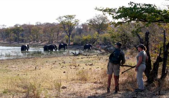 New Wild Expeditions program offers guests a chance to train like safari guides