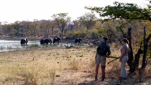 New Wild Expeditions program offers guests a chance to train like safari guides