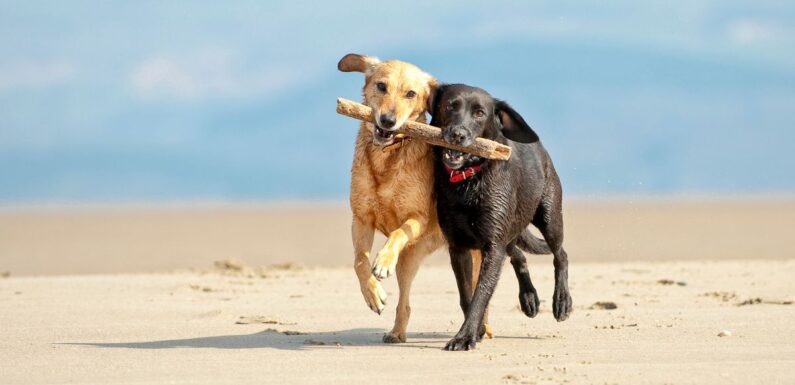 Dog-friendly beaches that won’t ban pets this summer from Cornwall to Norfolk