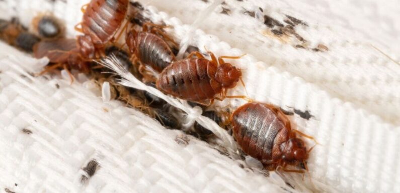 British tourists issued holiday warning over bedbugs