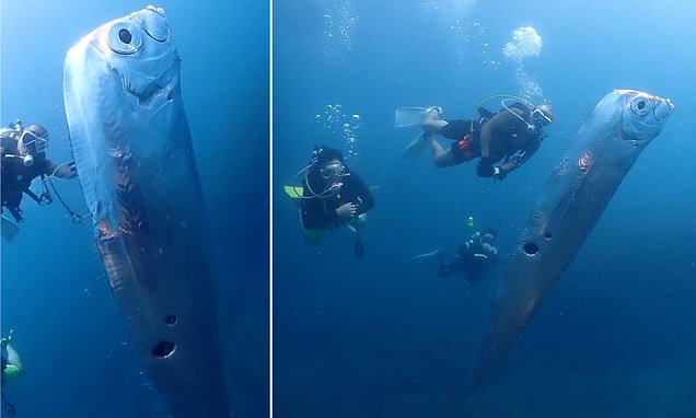 Divers film rare fish… said to only appear before an earthquake