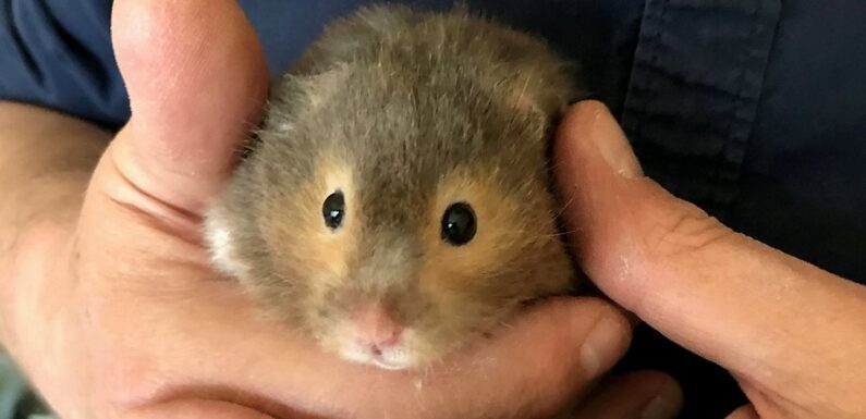 ‘I’m taking my hamster’s ashes in a necklace around Europe – he loved to travel’