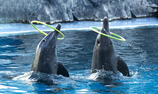 Thomas Cook ends ticket sales to attractions with captive dolphins