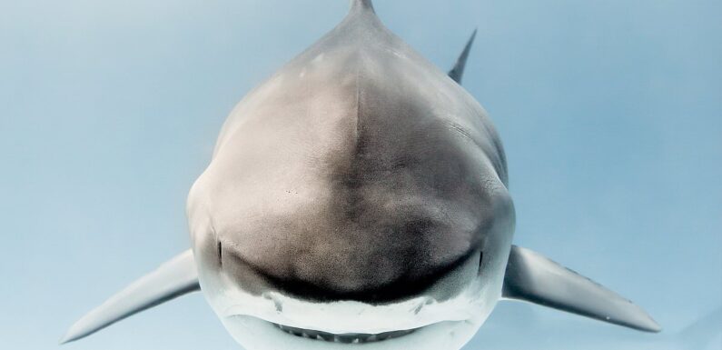 A shark attack nearly killed me. Now I shoot sharks… with my camera