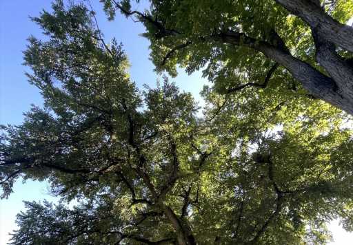 Denver loses urban elms trees due to Dutch elm disease