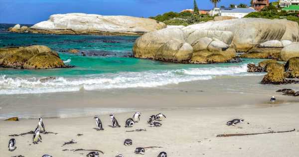 ‘Best value holiday’ for Brits has safaris, penguin beach and national park